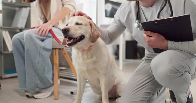 Veterinarian greeting dog labrador retriever with owner. At the clinic the vet performs a gentle checkup and reassures the owner with preventive care advice. Clear concept of veterinary care.
