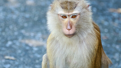 Fototapeta premium Close-up Portrait of a Southern Pig-Tailed Macaque in Phuket Thailand
