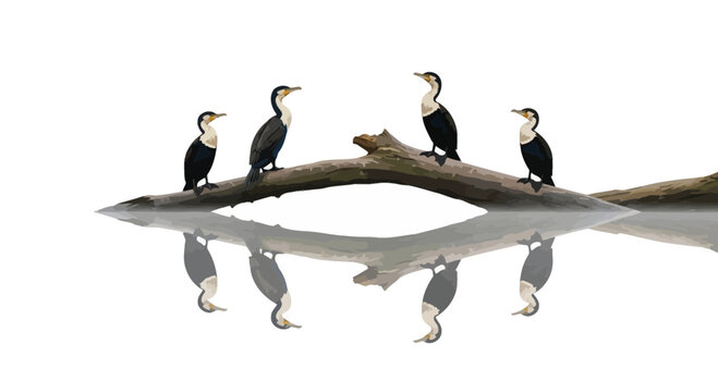 Group of Cormorants Resting on a Fallen Log with Reflection