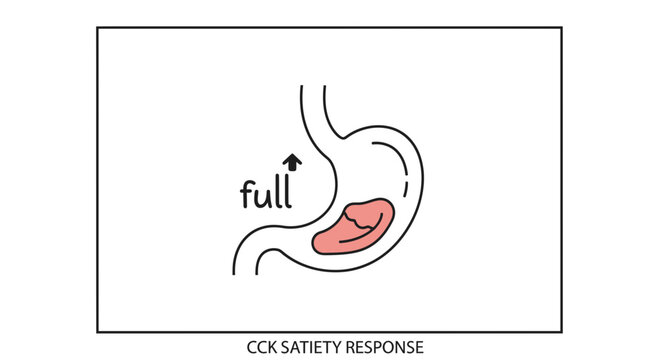 Stomach full illustration with CCK satiety response concept