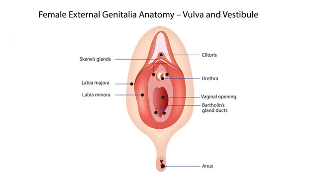 Female External Genitalia Anatomy &ndash; Vulva and Vestibule
gynecological anatomy illustration showing the vulva, clitoris, urethra, vaginal opening, Bartholin&rsquo;s glands, and labial structures.