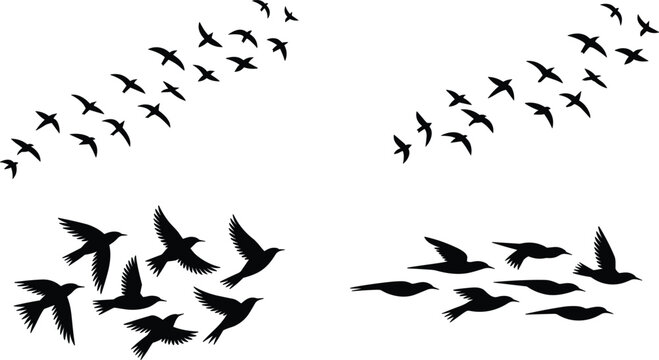 Flying Bird Silhouette Flock Collection with Black Wildlife Shapes Isolated for Nature Vector Graphic Design