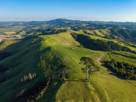 The grassy Papamoa Hills in the Bay of Plenty, New Zealand. A lone pine tree stands atop the summit. Aerial view
