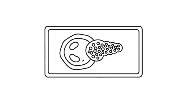 Pancreas Anatomy Diagram: Islets of Langerhans and Acinar Cells