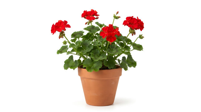 Red geranium flower in a terracotta pot isolated on white