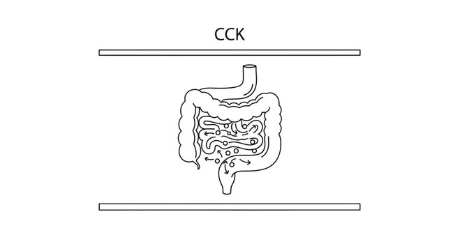 CCK hormone stimulates digestive system, intestinal tract, absorption, digestion process