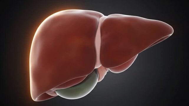 Ultra detailed macro 3D animation of realistic human liver rotating steadily anatomical accuracy smooth tissue contours soft cinematic lighting dark blurred environment clean medical presentation 4K h