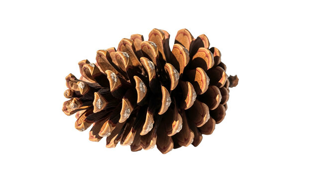 Brown Pine Cone Isolated Realistic Photo Macro Detail
