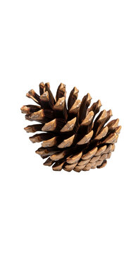 Brown Pine Cone Isolated Realistic Photo Natural Element