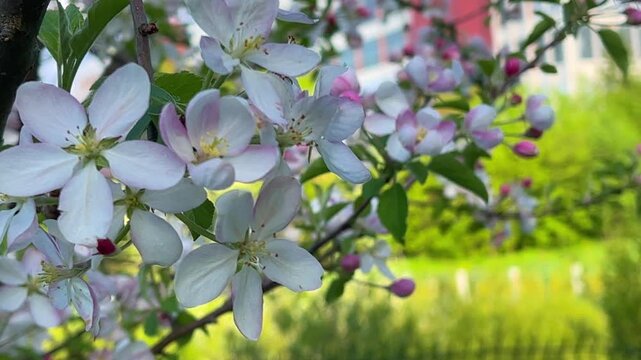blooming apple tree. blooming apple tree background.  blooming apple tree video. 