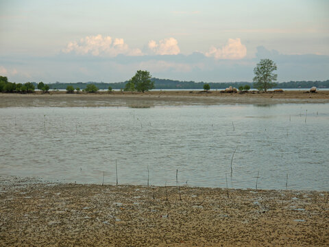 Sebung River on Bintan island on low tide with many Mud Creeper snails in the sand
