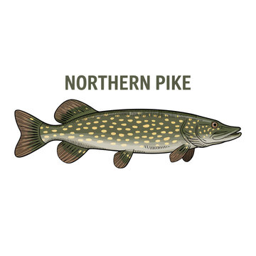 northern pike illustration on a white background