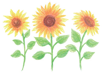 Fototapeta premium Hand Drawn Pastel Style Sunflower Vector Set