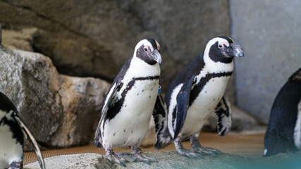 penguin at the zoo © JJTaves
