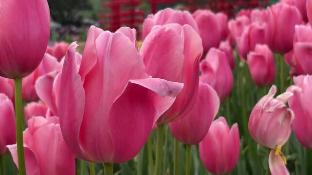 An extreme close-up creating an abstract composition of intense deep pink petals and rich red leaves suitable for background textures and organic themes.