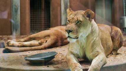 lion in zoo © JJTaves