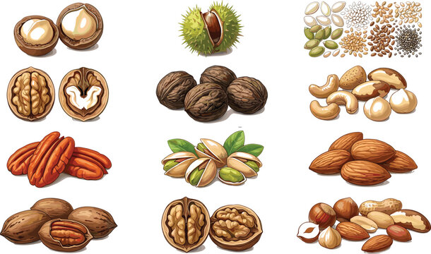 Hand Drawn Mixed Nuts and Seeds Collection Vector Illustration Featuring Almonds Walnuts Pistachios Pecans Cashews Hazelnuts and Healthy Snack Ingredients