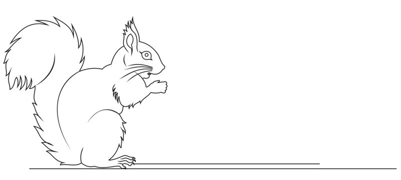 squirrel line art drawing for background banner or other, vector svg