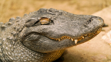 Fototapeta premium close up of a alligator