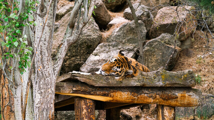 tiger sleeping on a log © JJTaves