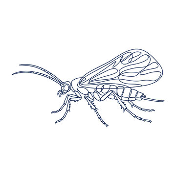 Outline illustration of a caddisfly insect