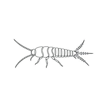 Line art illustration of a silverfish insect