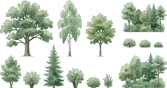 Watercolor tree collection with deciduous and coniferous species, hand drawn forest plants and bushes, botanical vector set for landscape design