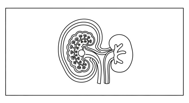 Anatomical illustration of a kidney with nephrons and renal artery
