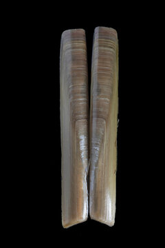 Solen strictus - Gould's razor shell
