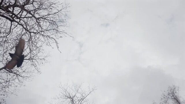 Low angle shot of pigeons flying across a pale cloudy sky, framed by leafless tree branches