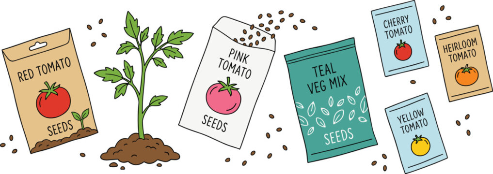 Tomato seed packet collection vector illustration with gardening supplies and young tomato plant
