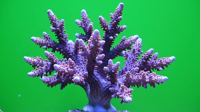 Vibrant purple and pink branching coral specimen thriving against a bright green background in an aquatic environment.