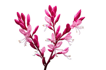 Fototapeta premium Gaura lindheimeri flowers with delicate pink petals and white stamens, a beautiful botanical plant on a transparent background