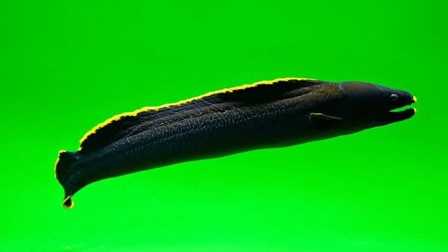A dark, elongated fish with a yellow dorsal fin swimming in green water.