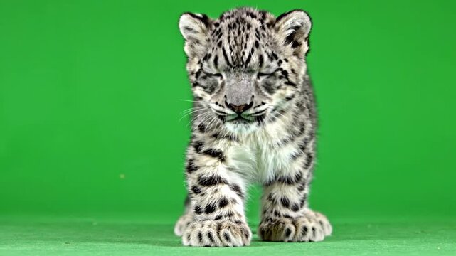 A fluffy snow leopard cub with spotted fur stands on a vibrant green background, looking down with closed eyes.