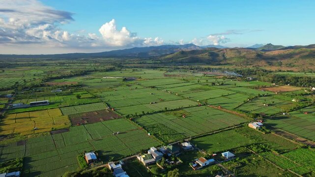 Aerial drone footage at sunset of a gigantic field of red onions farmlands, separated in parcels, surrounded by mountains, in Manggelewa city, Dompu regency, Sumbawa island, Indonesia