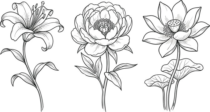 Detailed black ink botanical vector set featuring lily peony and lotus blossoms with leaves on white background.