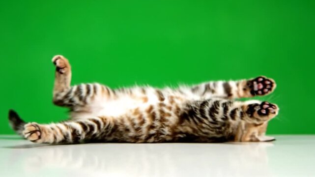 A cute tabby kitten lies on its back with all four paws in the air against a bright green background.