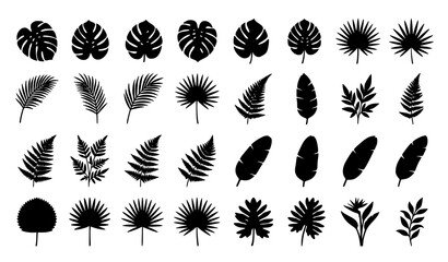 Exotic tropical leaves silhouette collection with monstera palm and jungle foliage vector © MdShakil