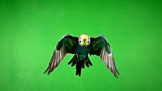 A green and yellow budgerigar flying with wings spread against a vibrant green screen background.