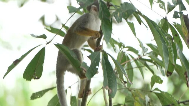A young squirrel monkey interacts with leaves high in the Amazon rainforest canopy. Captures playful behavior and natural habitat. Suitable for wildlife documentaries and educational content.