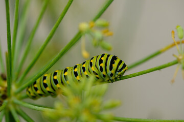 Naklejka premium green swallowtail caterpillar on a leaf