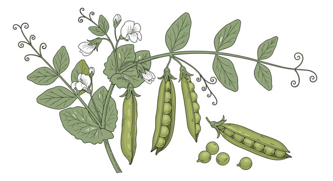 Complete pea plant branch featuring green leaves, white blossoms, closed pods, and individual peas in a realistic botanical illustration.