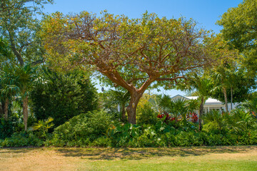 Large tropical Gumbo Limbo tree with green foliage and reddish bark standing in a sunny backyard garden near a residential building. © AncientAftertone