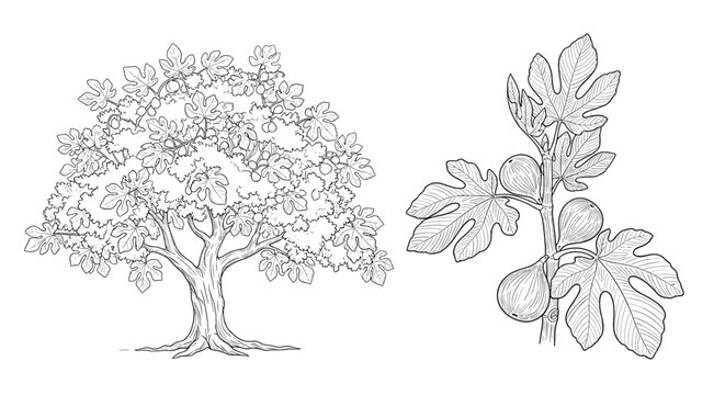 Hand-drawn black and white illustration set of a mature fig tree and a detailed branch with broad leaves and ripe figs on a white background.
