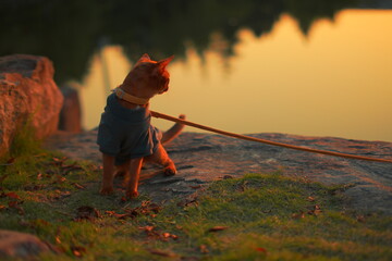 cat on the lawn © Swung