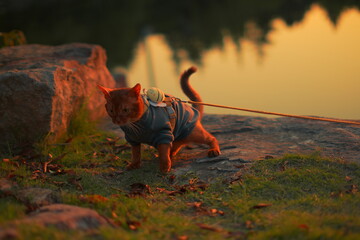 cat on the lawn © Swung