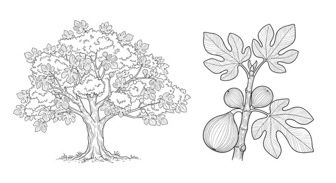 Hand-drawn black and white illustration of a large fig tree and a separate branch with broad leaves and a ripe fruit on a white background.