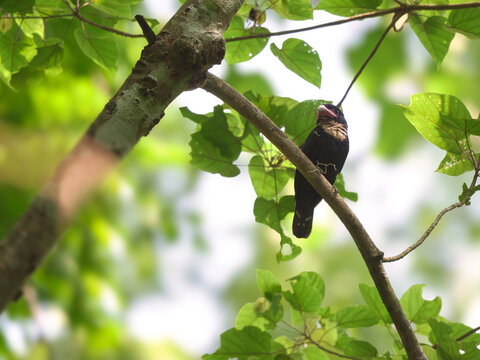 A dark, charcoal-colored Dusky Broadbill rests on a branch amidst lush green foliage near its nesting site at kaeng Krachan NP Thailand