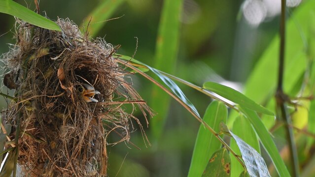 A Silver-breasted Broadbill waits inside its woven nest with a wide-open beak at Kaeng Krachan NP Thailand